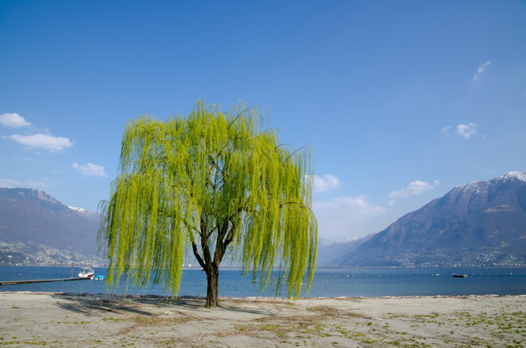 Willow Tree